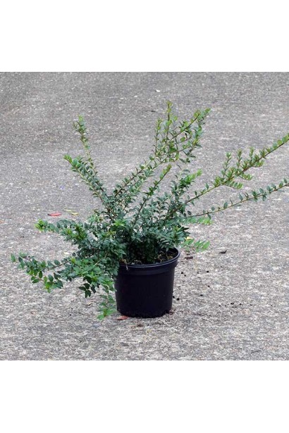 Жимолость блискуча Elegant